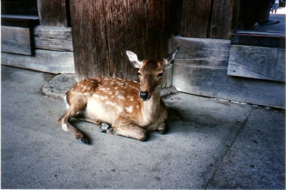 Nara lazy deer